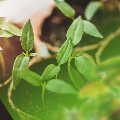 anzucht bubblenavibild